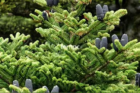 濒危植物台湾冷杉——植物非试管高效快繁图片