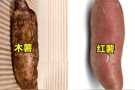 “木薯有毒”，是真的吗？木薯和红薯有啥区别？弄明白后心有底图片
