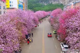 赞柳州紫荆花开（七律三首）图片