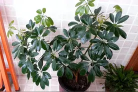 家庭常有“二手烟”，路边折1根枝条扦插几盆鸭掌木，空气更清新图片