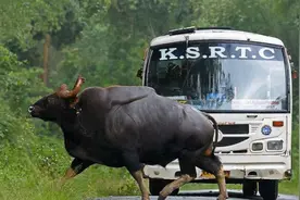 最重1.5吨，云南的“牛魔王”，孟加拉虎在它面前“变大猫”图片