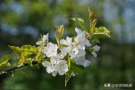 果树花期补硼、花后补钙，很多人补不对，快看正确做法图片