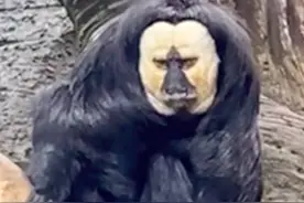 白面僧面猴被网友称“无脸男”“长相炸裂”，动物园回应：炸裂是什么形容词？明明长得很乖巧，有星味儿图片