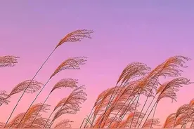 唯美紫色天空壁纸：神秘的色彩图片