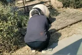 唐山一游客翻进园内逗大熊猫，大熊猫是熊，不是猫，它到底有多狠图片