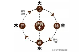 简简单单两味药，专门针对脾胃虚弱，健脾消食、行气化湿图片