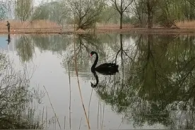 苏东坡吹八风图片