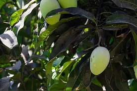 广东又开始“下芒果”了！能吃吗？图片