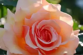 分享图片一一组罕见绝美的玫瑰花，堪称花中极品，真是太美了图片