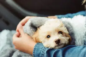 当狗子在进行交配的时候，为什么总是静悄悄的？不让我们看到图片