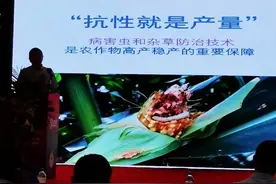 10个抗虫玉米品种，适宜华北夏玉米区域图片