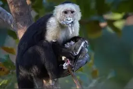 这小猴子太可爱了图片