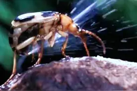 宜兴女子被放屁虫100度毒屁烫伤脸，为何喷出高温毒液？被烫咋办图片