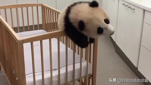 熊猫：真实存在的上古恐惧，为什么只有人类觉得大熊猫很可爱？