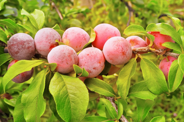 加应子,也叫嘉应子,究竟是什么水果做的,它跟嘉应府有没有关系