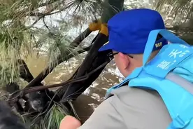 小狗被洪水围困趴树杈上不敢动，救援队出手解救，网友：生命都值得被尊重图片