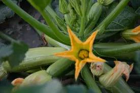 甘肃省白银市靖远双龙方言集锦续（三）日常用语图片