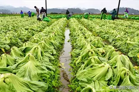“土坑酸菜”事件后续，10万菜农深受牵连，芥菜销售遇冷图片