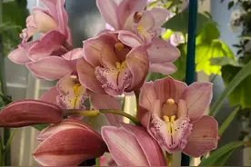 史姝瑞：师范生教育实习模式的类型与利弊分析图片