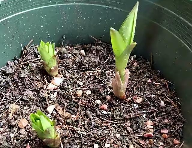 百合花开花后别扔掉，这样处理一下，花朵又大又惊艳，年年开花