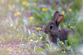 兔子的健康状况，通过尿液的颜色可以看出来，你了解多少？图片