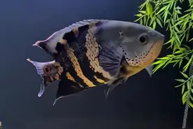 十大中大型观赏鱼（TOP10）------地图鱼图片