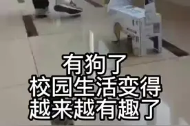 环保又有趣！手工制作的小纸狗走红文华学院…图片