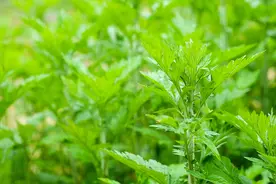 在家自制艾柱的正确做法，艾叶比例很重要图片