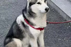 “二哈”流浪七天连跨四街道！摇着尾巴求助警察……图片