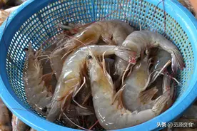 买虾时遇到这4种掉头就走，老渔民教你4个小妙招，一挑一个准图片