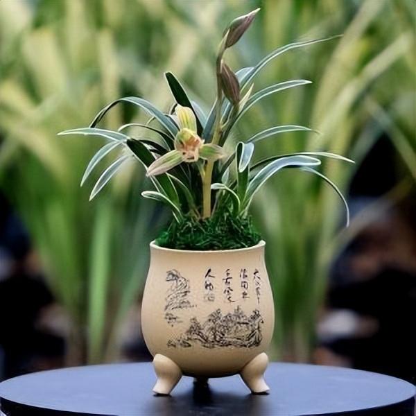具有着"帝王气味"的兰花,叶片金边包裹,一花双色,兰香浓郁
