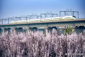 渭河畔 红叶李花开正艳图片