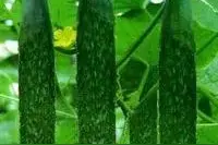 黄瓜尾部有花能吃吗？图片