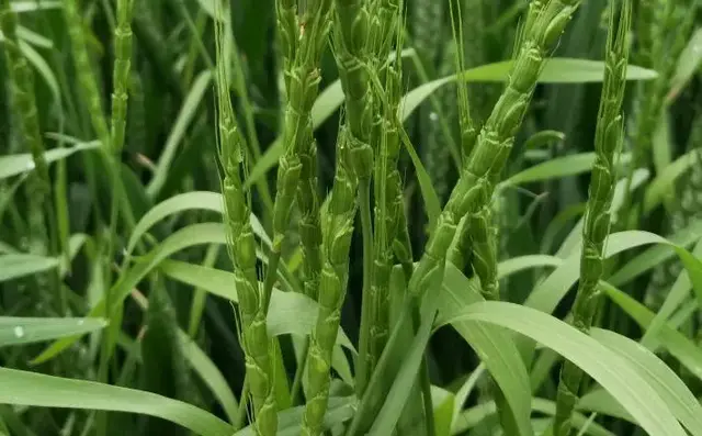 河南60亩小麦疑因药害绝产，“万能除草剂”甲基二磺隆是宝还是害