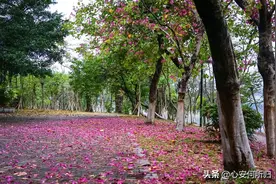 现代诗《逃》图片