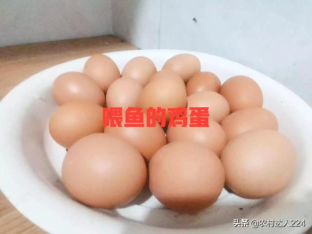 鸡吃了下蛋多，秘密饲料配方，你知道吗？