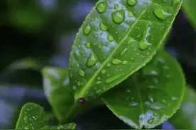 十五首别具一格的绝美茶诗图片