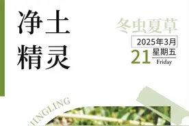 净土精灵——冬虫夏草图片