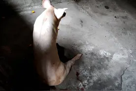 你家的猪为什么站不起来？图片