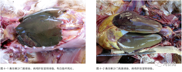 胳膊鸡皮肤发黑