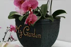 7种“怕晒花”，夏天一暴晒，整盆都黄叶，叶片全部耷拉下来了图片