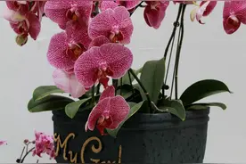 7种“怕晒花”，夏天一暴晒，整盆都黄叶，叶片全部耷拉下来了图片