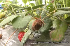 草莓之死，和对面的“双鹰”有关吗？图片
