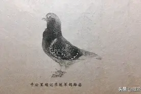 90亚运会千公里超记录冠军鸽的调查报告图片