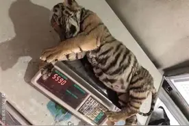 虎年的野生动物第一大案？河南男子千元一斤卖老虎肉，真的假的？图片