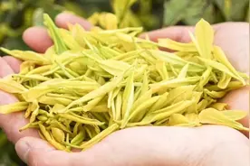 黄金芽是什么茶？如何品鉴。图片