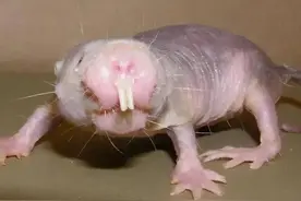 唯一不患癌的动物找到了，它长相奇丑却能免疫癌症，秘诀是什么？图片