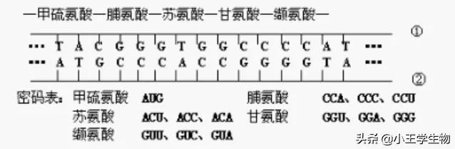高中生物易错题NO.17基因的表达