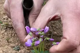 紫花地丁别名野堇菜、犁头草、箭头草等，属堇菜科多年生草本，无地上茎。#紫花地丁 #犁头草 #山货上头条 @抖音三农 @抖音短视频 @抖音自然视频封面