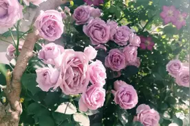 月季12种常见“虫害”及防治方法图片